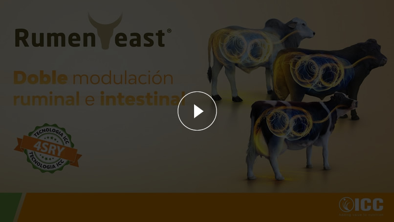 Vea el video y conozca los beneficios de RumenYeast®